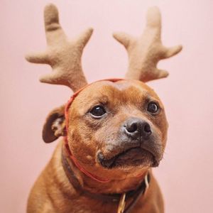 Meet your Posher, Jayden